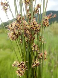 Attēlu rezultāti vaicājumam “Juncus balticus”