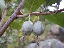 Attēlu rezultāti vaicājumam “Elaeagnus commutata”