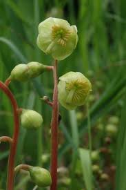 Attēlu rezultāti vaicājumam “Pyrola chlorantha”