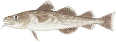 Image result for Gadus macrocephalus