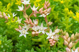 Attēlu rezultāti vaicājumam “Sedum hispanicum flower”