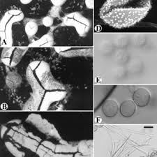Attēlu rezultāti vaicājumam “Diderma chondrioderma”