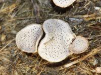 Attēlu rezultāti vaicājumam “Poronia punctata”