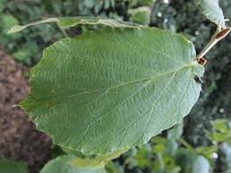 Attēlu rezultāti vaicājumam “Hamamelis mollis”