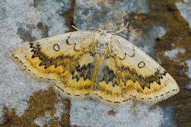 Attēlu rezultāti vaicājumam “Cyclophora annularia”