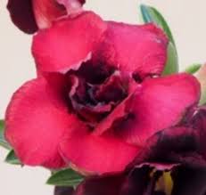 Image result for Red Rose Cc