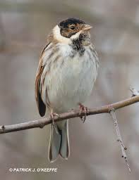 Attēlu rezultāti vaicājumam “Emberiza schoeniclus male”