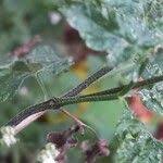 Attēlu rezultāti vaicājumam “Torilis japonica fruit”
