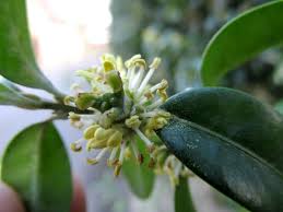 Attēlu rezultāti vaicājumam “Buxus sempervirens flower”