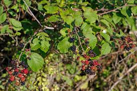 Attēlu rezultāti vaicājumam “Rubus plicatus fruit”