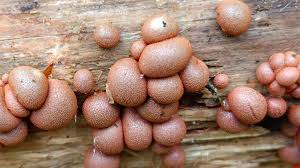 Attēlu rezultāti vaicājumam “Lycogala epidendrum s.str.”