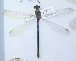 Attēlu rezultāti vaicājumam “Chalcolestes viridis”