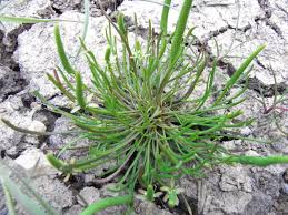 Attēlu rezultāti vaicājumam “Myosurus minimus flower”