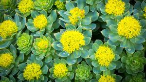 Attēlu rezultāti vaicājumam “Rhodiola rosea”