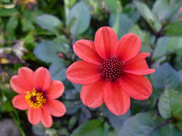 Image result for Dahlia Darkarin`