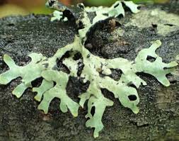 Attēlu rezultāti vaicājumam “Parmelia sulcata”