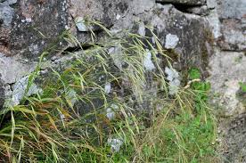 Attēlu rezultāti vaicājumam “Brachypodium sylvaticum”