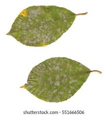 Attēlu rezultāti vaicājumam “Salix caprea leaf”