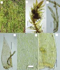 Attēlu rezultāti vaicājumam “Campylophyllum calcareum”