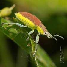 Attēlu rezultāti vaicājumam “Chlorophanus viridis”