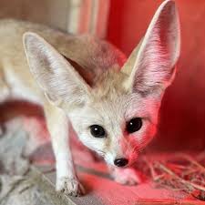 Attēlu rezultāti vaicājumam “Vulpes zerda”