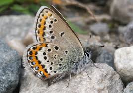 Attēlu rezultāti vaicājumam “Plebejus argus / Plebejus idas”