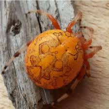 Attēlu rezultāti vaicājumam “Araneus marmoreus”