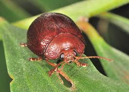 Attēlu rezultāti vaicājumam “Chrysomelidae”