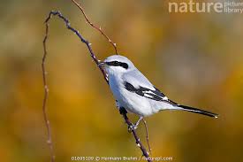 Attēlu rezultāti vaicājumam “Lanius excubitor”