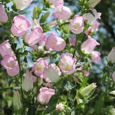 Image result for Marienglockenblumen