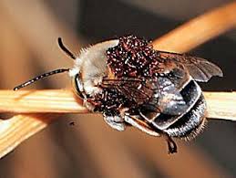 Attēlu rezultāti vaicājumam “Meloe sp. larva”