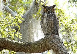 Attēlu rezultāti vaicājumam “Bubo bubo adult”