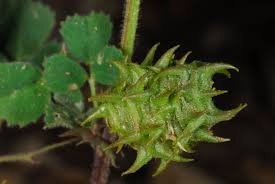 Attēlu rezultāti vaicājumam “Medicago”