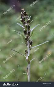 Attēlu rezultāti vaicājumam “Gnaphalium sylvaticum leaf”