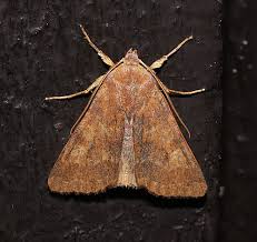 Attēlu rezultāti vaicājumam “Agrochola helvola imago”