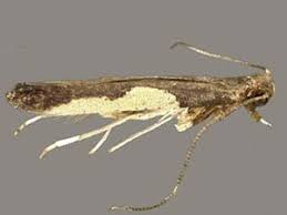 Attēlu rezultāti vaicājumam “Caloptilia stigmatella”