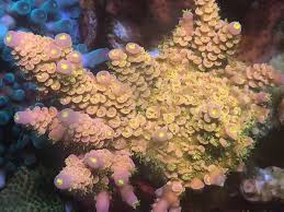 Image result for Sapphire Acro