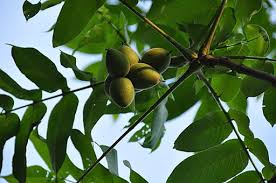 Attēlu rezultāti vaicājumam “Juglans mandshurica leaf”