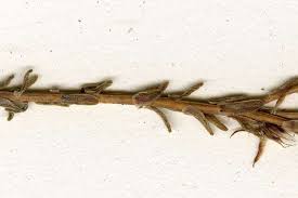 Attēlu rezultāti vaicājumam “Sedum sexangulare leaf”