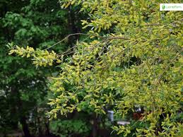 Attēlu rezultāti vaicājumam “Salix pentandra flower”