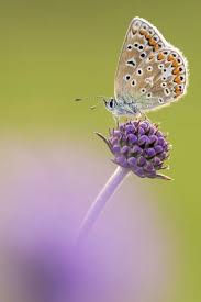Attēlu rezultāti vaicājumam “Polyommatus icarus female”