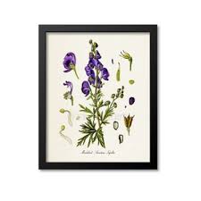 Attēlu rezultāti vaicājumam “Aconitum napellus leaf”