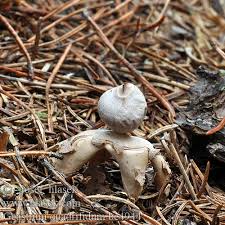 Attēlu rezultāti vaicājumam “Geastrum quadrifidum”