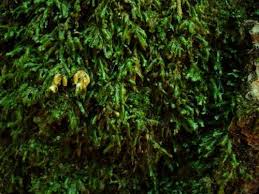 Attēlu rezultāti vaicājumam “Homalia trichomanoides sporophyte”