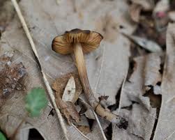 Attēlu rezultāti vaicājumam “Entoloma vernum”