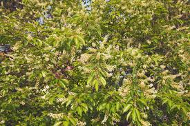 Attēlu rezultāti vaicājumam “Prunus serotina flower”