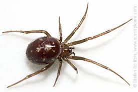 Attēlu rezultāti vaicājumam “Steatoda grossa female”