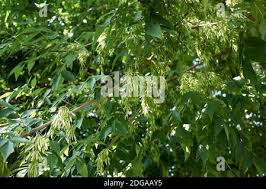 Attēlu rezultāti vaicājumam “Fraxinus pennsylvanica fruit”