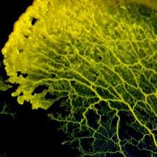 Attēlu rezultāti vaicājumam “Physarum conglomeratum macro”