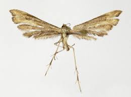 Attēlu rezultāti vaicājumam “Platyptilia sp.”